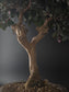 Close-up of the Loropetalum's thick trunk and exposed surface roots above the soil.