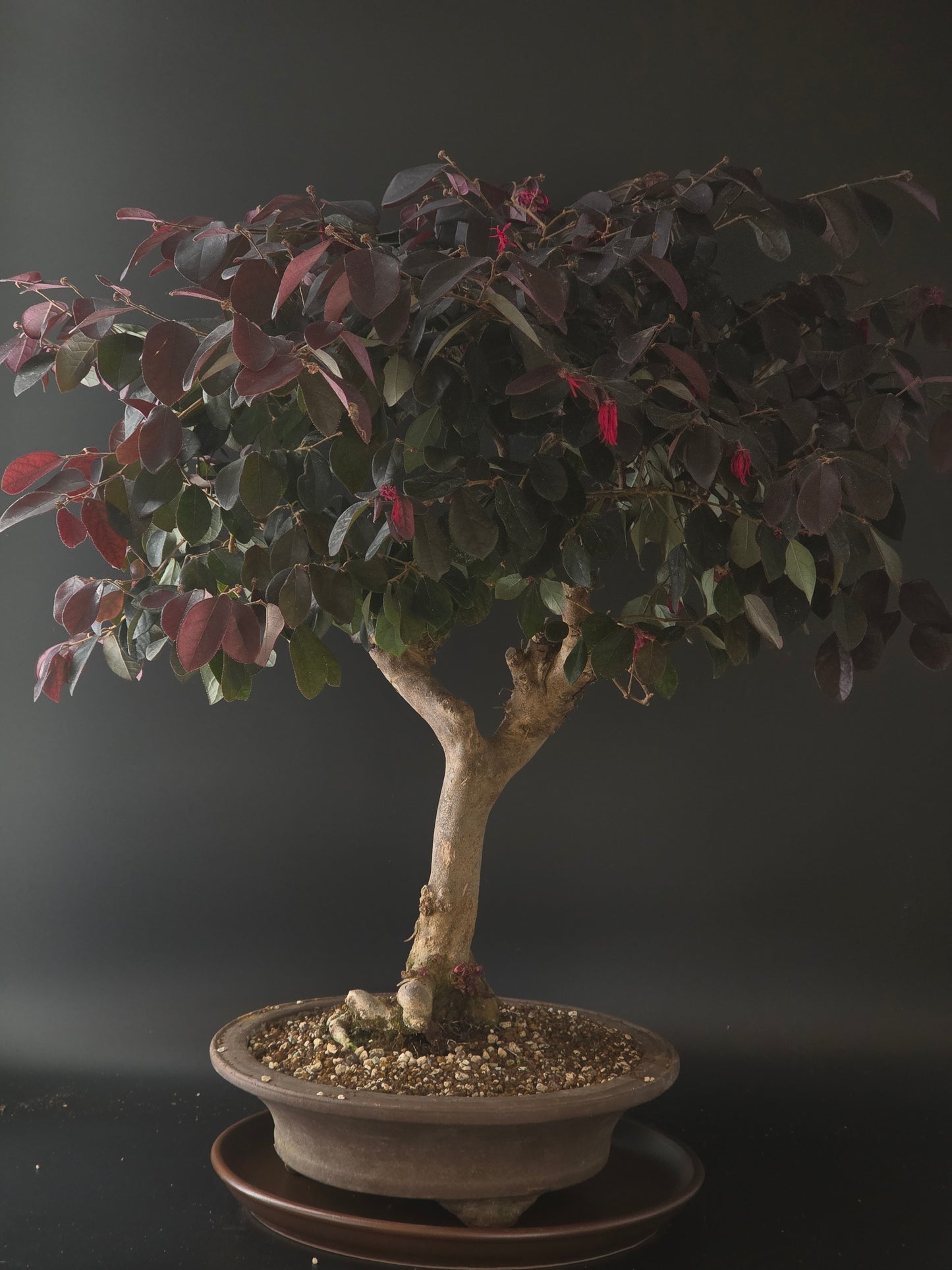 Three-quarter view of the Loropetalum showing its dense purple-tinged canopy and round brown pot.