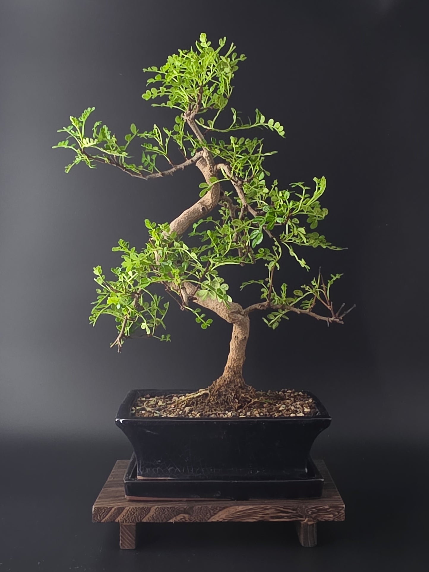 7-8 year old Zanthoxylum indoor bonsai tree 35-45 cm tall