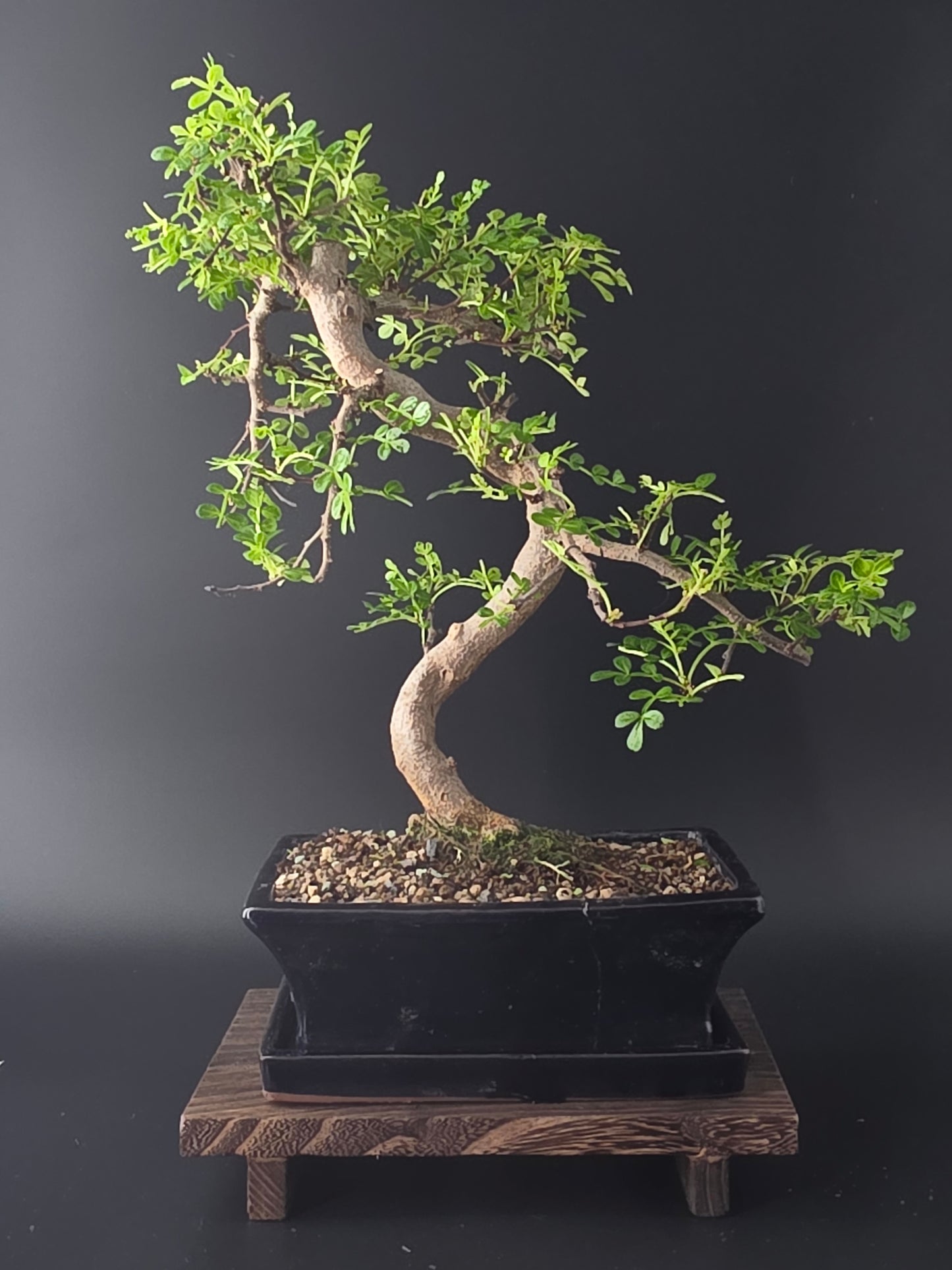 8 years old Indoor bonsai on a black background