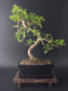 8 years old Indoor bonsai on a black background