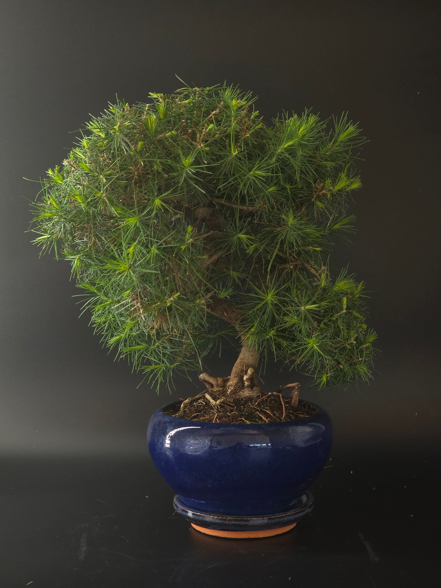 Aleppo Pine bonsai, 10 years old and 38 cm tall, full view in a blue glazed round pot with a dense needle canopy.