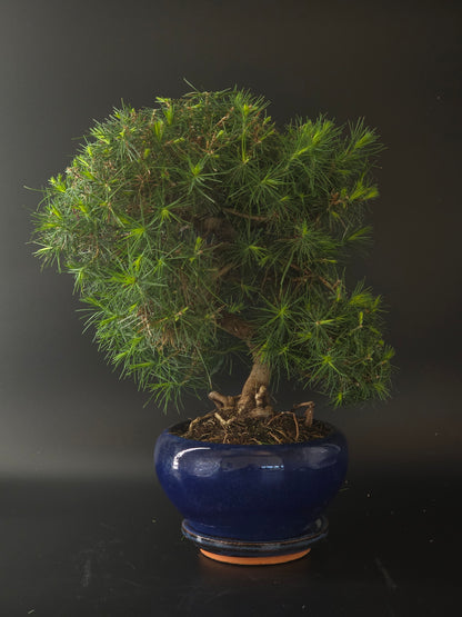 Aleppo Pine bonsai, 10 years old and 38 cm tall, full view in a blue glazed round pot with a dense needle canopy.