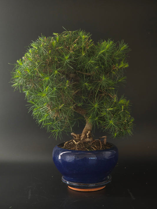 Aleppo Pine bonsai, 10 years old and 38 cm tall, full view in a blue glazed round pot with a dense needle canopy.
