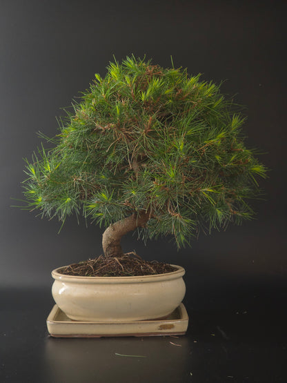 Aleppo Pine bonsai, 12 years old and 38 cm tall, seen from the front in a cream glazed oval pot on a matching tray.