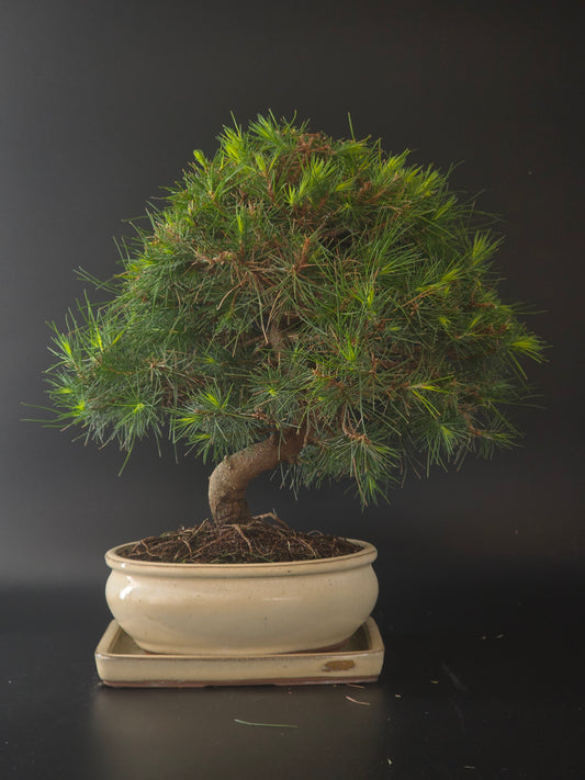 Aleppo Pine bonsai, 12 years old and 38 cm tall, seen from the front in a cream glazed oval pot on a matching tray.