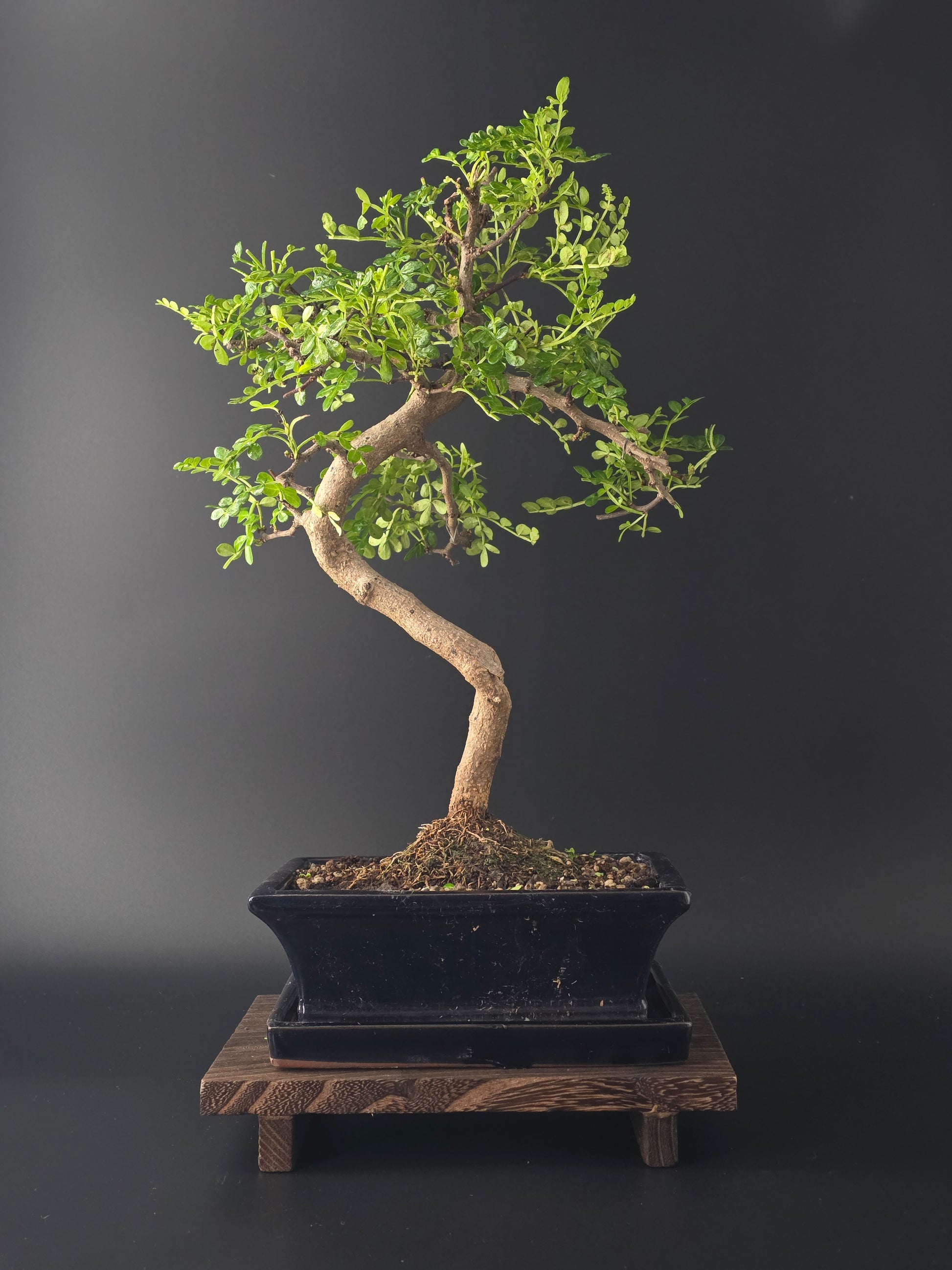 Back and side angle of 7-8 year old Zanthoxylum Chinese Pepper bonsai showing balanced canopy