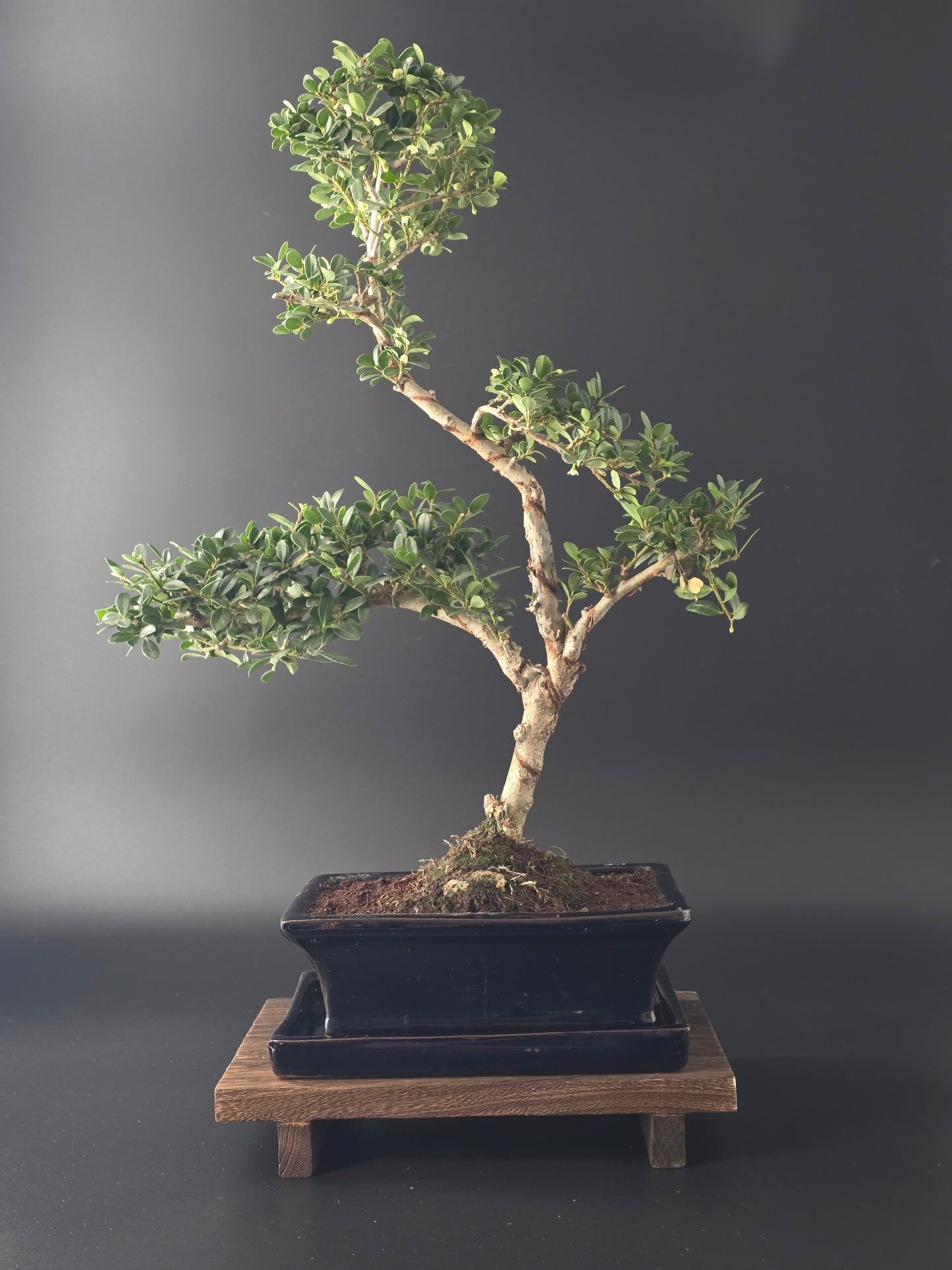 Back view of 7-8 year old Ilex Crenata Japanese Holly bonsai in blue ceramic pot