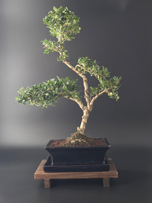 ilex crenata bonsai tree Ilex Crenata Bonsai (Japansk Kristtorn) 7-8 år | 40-45 cm