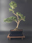Back view of 7-8 year old Ilex Crenata Japanese Holly bonsai in blue ceramic pot