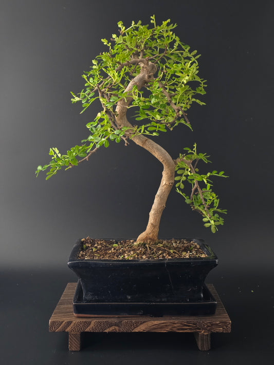 Beautiful Zanthoxylum Bonsai in a blue pot