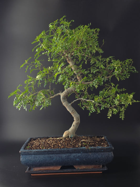 Big 20years old zanthoxylum bonsai in a blue pot in copenhagen Denmark by bonsai nest