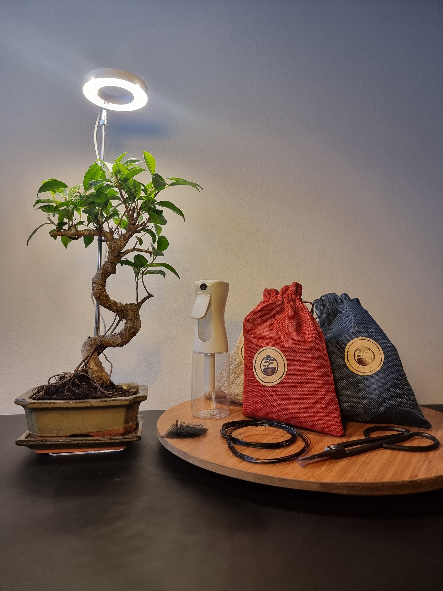 WINTER BONSAI BUNDLE – Tree of Choice + LED Grow Light + Starter Toolkit (~20% OFF)