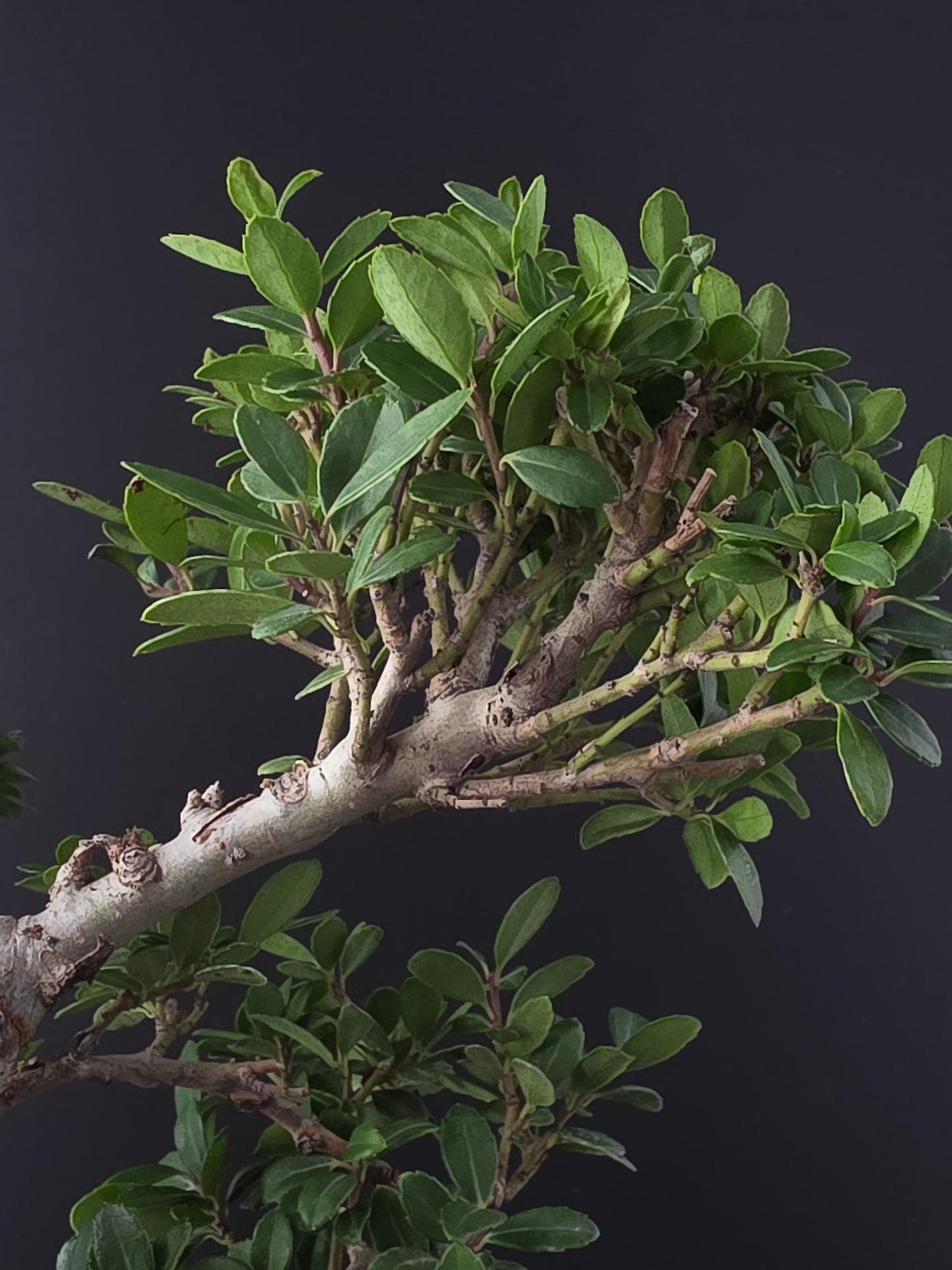 Close-up of a bonsai tree with green leaves against a dark background