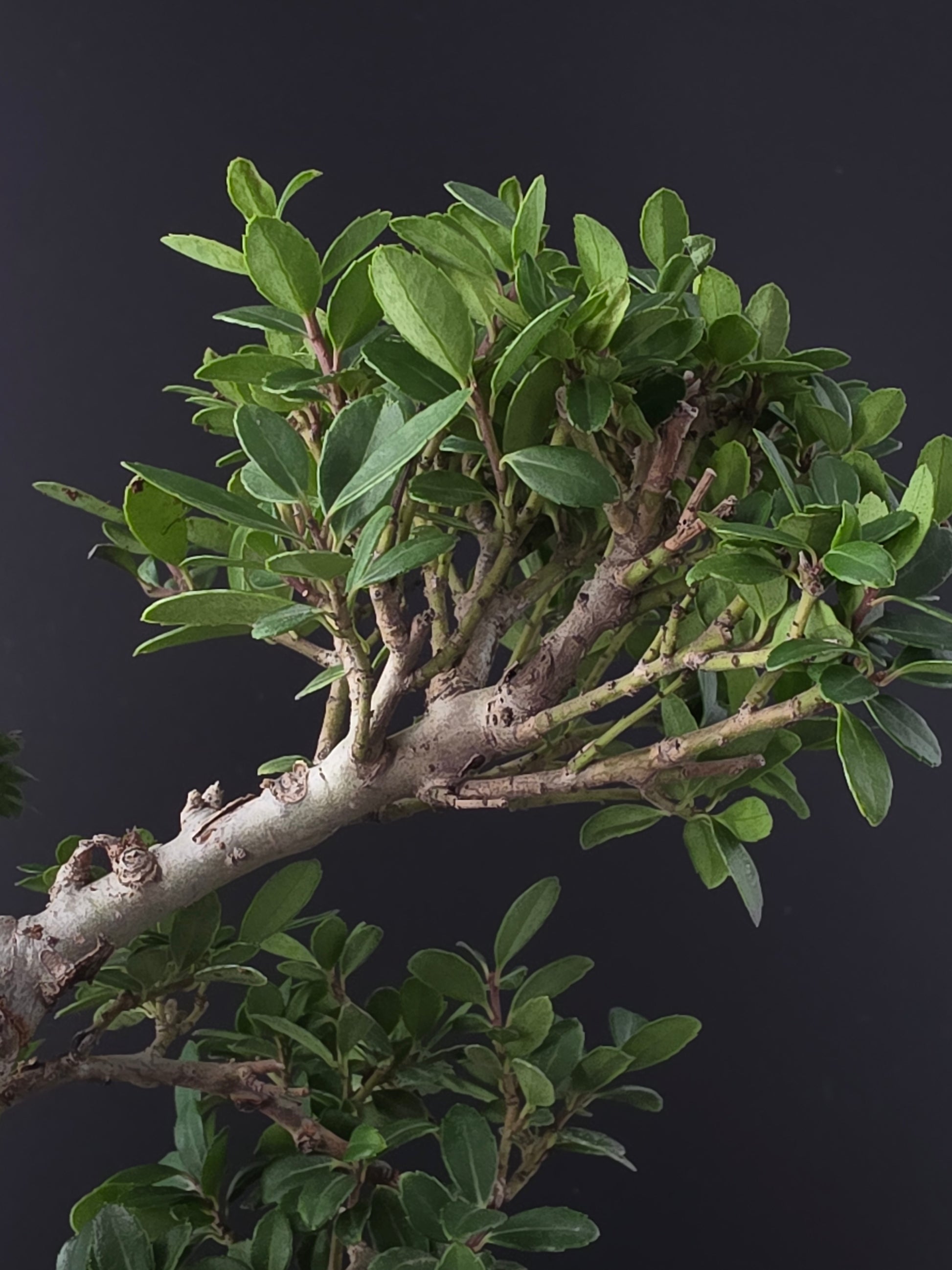 Close-up of a bonsai tree with green leaves against a dark background