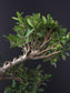 Close-up of a bonsai tree with green leaves against a dark background