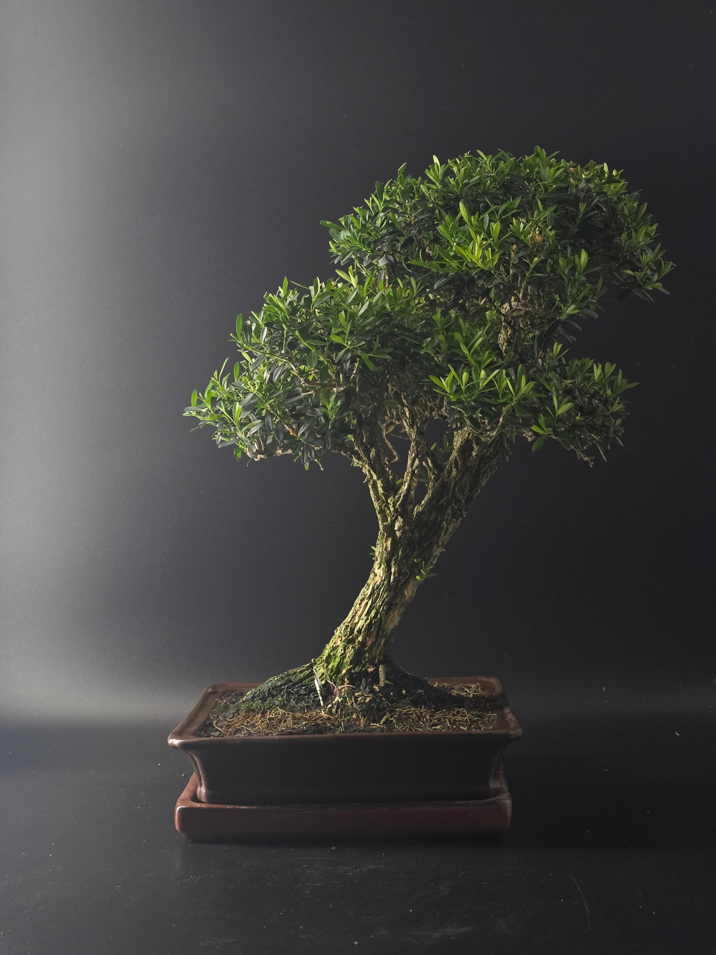 Harland Boxwood bonsai, 14 years old and 42 cm tall, dense small leaves in a brown rectangular pot on a tray.