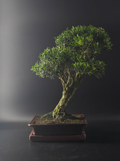 Harland Boxwood bonsai, 14 years old and 42 cm tall, dense small leaves in a brown rectangular pot on a tray.