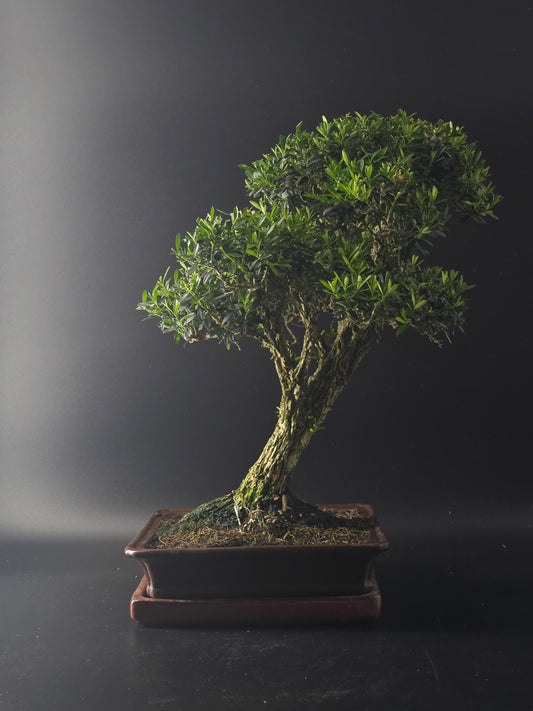Harland Boxwood bonsai, 14 years old and 42 cm tall, dense small leaves in a brown rectangular pot on a tray.