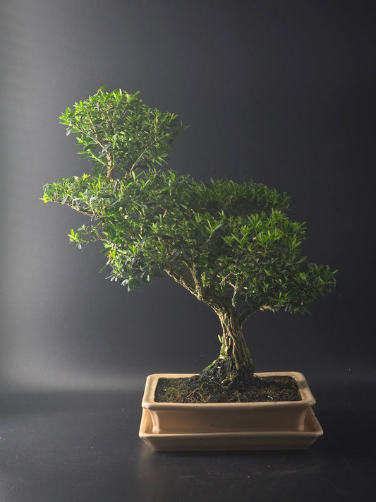 Harland Boxwood bonsai, 14 years old and 45 cm tall, dense foliage in a cream rectangular pot on a matching tray.
