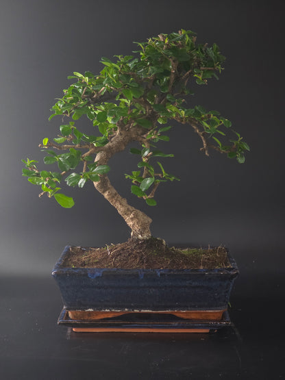 Fukien Tea bonsai, 12 years old and 42 cm tall, glossy small leaves in a dark blue rectangular pot on a tray.