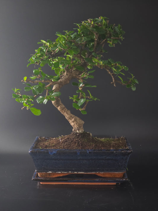 Fukien Tea bonsai, 12 years old and 42 cm tall, glossy small leaves in a dark blue rectangular pot on a tray.