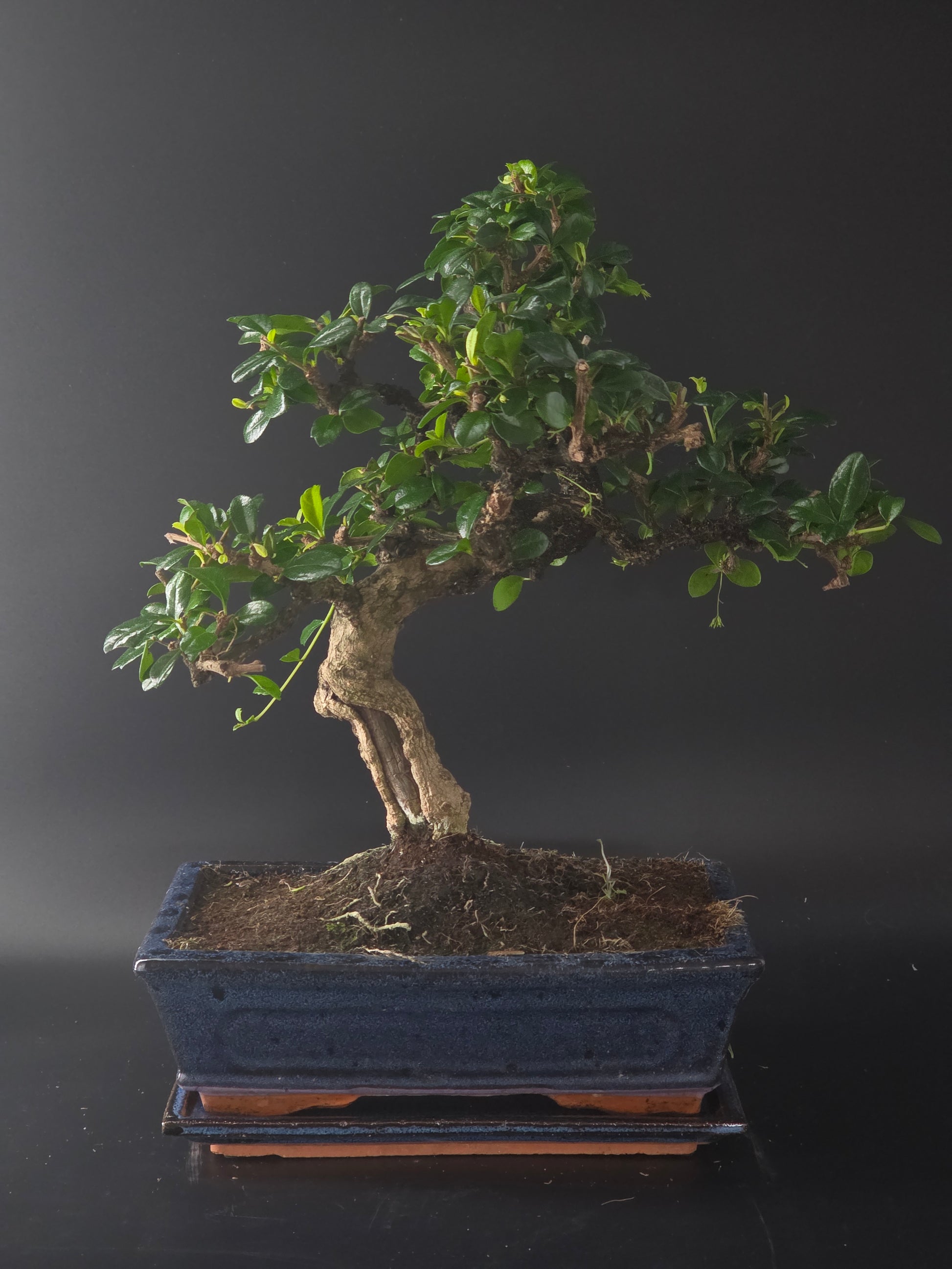 Fukien Tea bonsai, 17 years old and 41 cm tall, small glossy leaves in a dark blue rectangular pot on a tray.