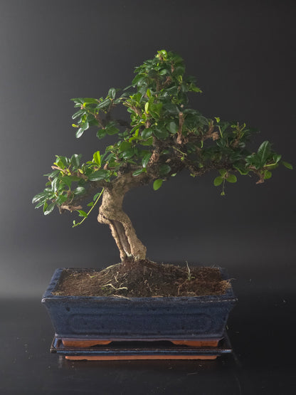 Fukien Tea bonsai, 17 years old and 41 cm tall, small glossy leaves in a dark blue rectangular pot on a tray.