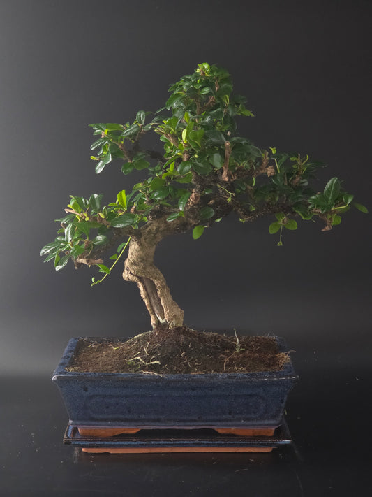Fukien Tea bonsai, 17 years old and 41 cm tall, small glossy leaves in a dark blue rectangular pot on a tray.
