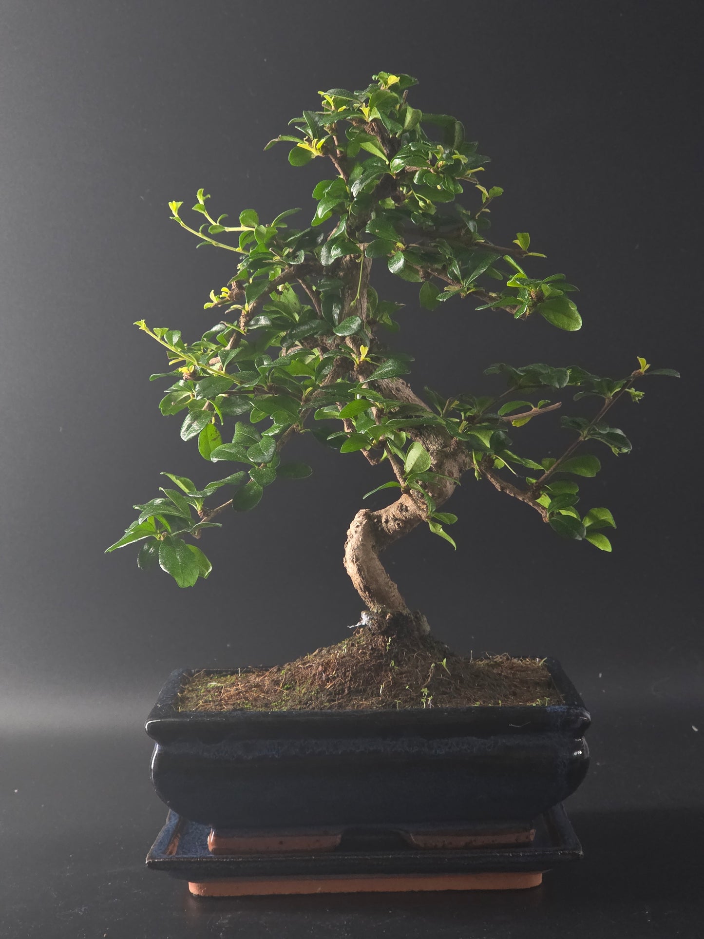 7 year old Carmona (Fukien Tea) bonsai, 36 cm tall, with glossy leaves in a dark glazed pot