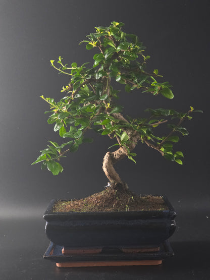 7 year old Carmona (Fukien Tea) bonsai, 36 cm tall, with glossy leaves in a dark glazed pot