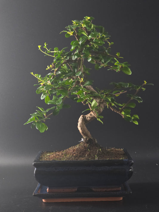 7 year old Carmona (Fukien Tea) bonsai, 36 cm tall, with glossy leaves in a dark glazed pot