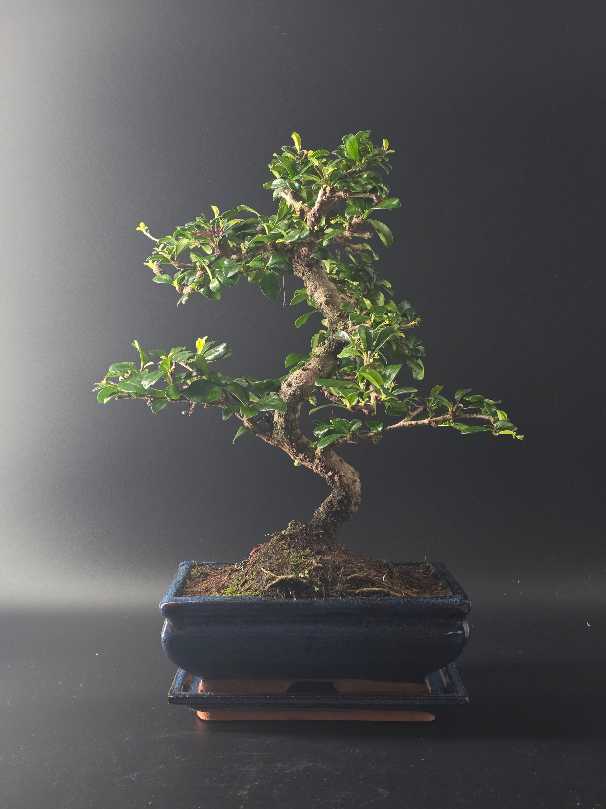 Fukien Tea bonsai, 7 years old and 37 cm tall, small glossy leaves in a dark blue rectangular pot on a wooden tray.