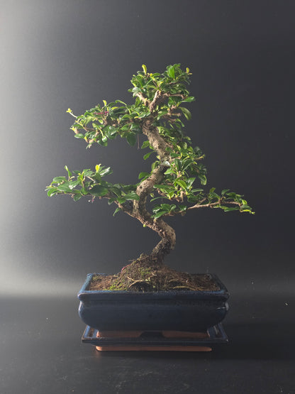 Fukien Tea bonsai, 7 years old and 37 cm tall, small glossy leaves in a dark blue rectangular pot on a wooden tray.