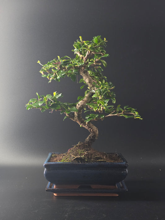 Fukien Tea bonsai, 7 years old and 37 cm tall, small glossy leaves in a dark blue rectangular pot on a wooden tray.