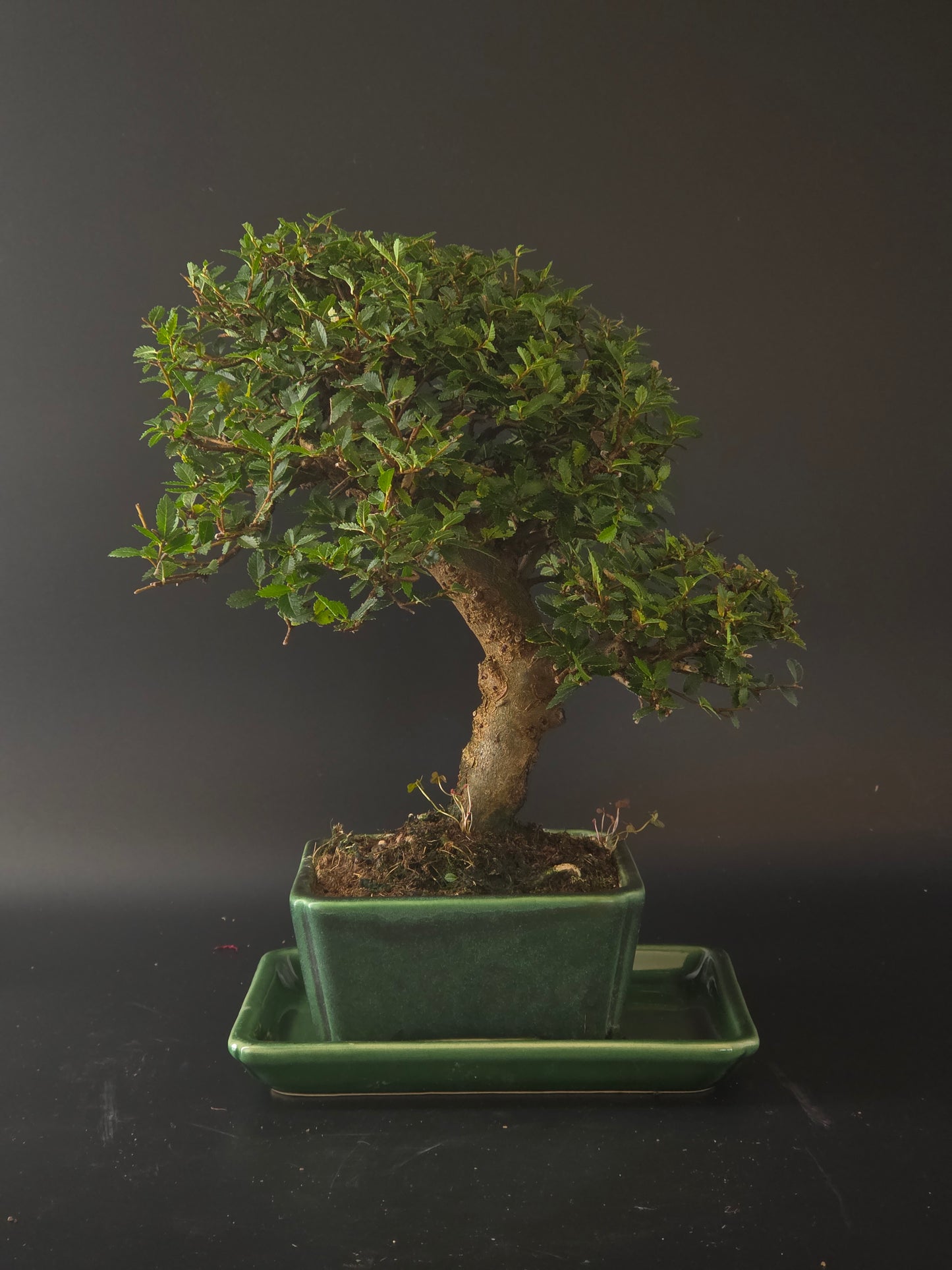 Chinese Elm bonsai, 15 years old and 30 cm tall, dense small leaves in a green rectangular pot on a green drip tray.