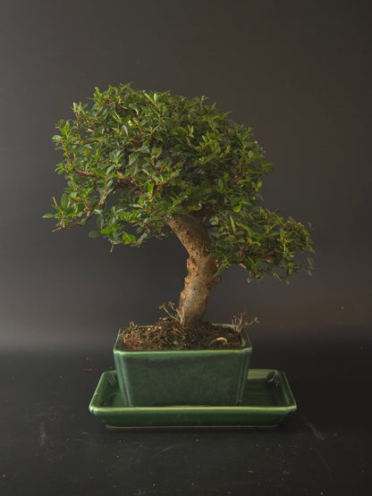 Chinese Elm bonsai, 15 years old and 30 cm tall, dense small leaves in a green rectangular pot on a green drip tray.