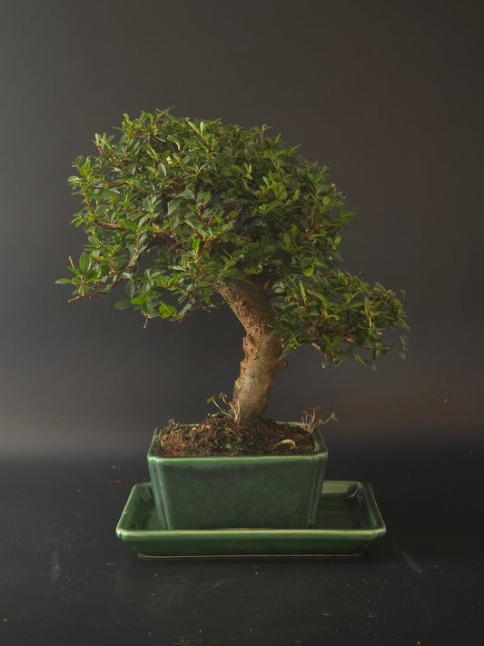 Chinese Elm bonsai, 15 years old and 30 cm tall, dense small leaves in a green rectangular pot on a green drip tray.