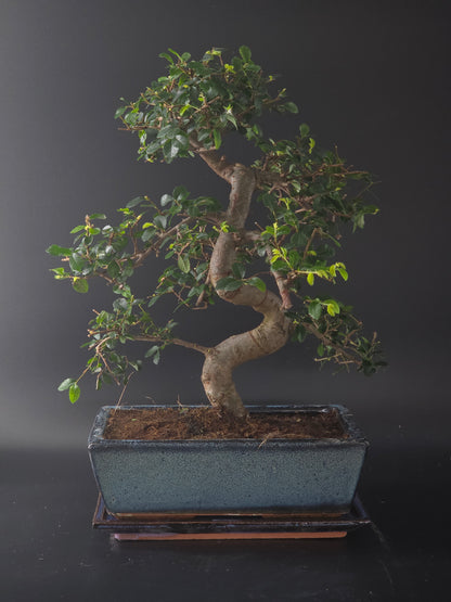 Chinese Elm bonsai, 16 years old and 42 cm tall, small leaves in a pale blue rectangular pot on a wooden tray.