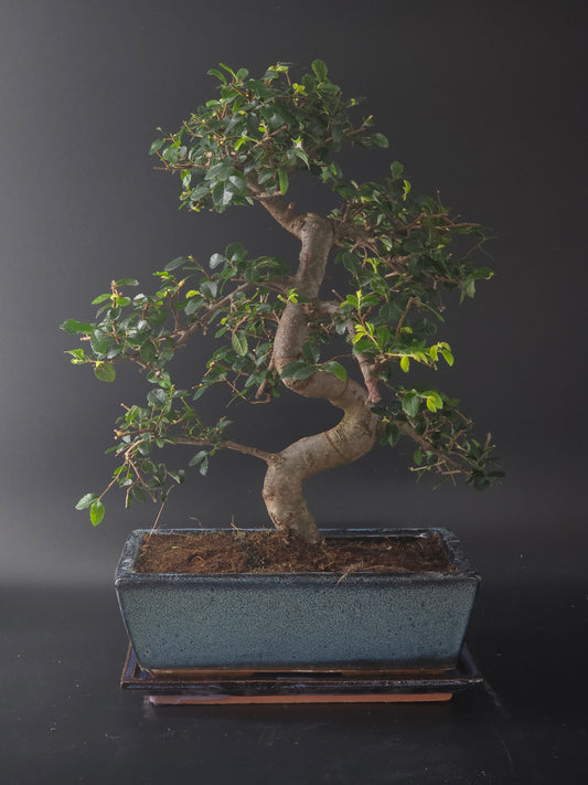 Chinese Elm bonsai, 16 years old and 42 cm tall, small leaves in a pale blue rectangular pot on a wooden tray.