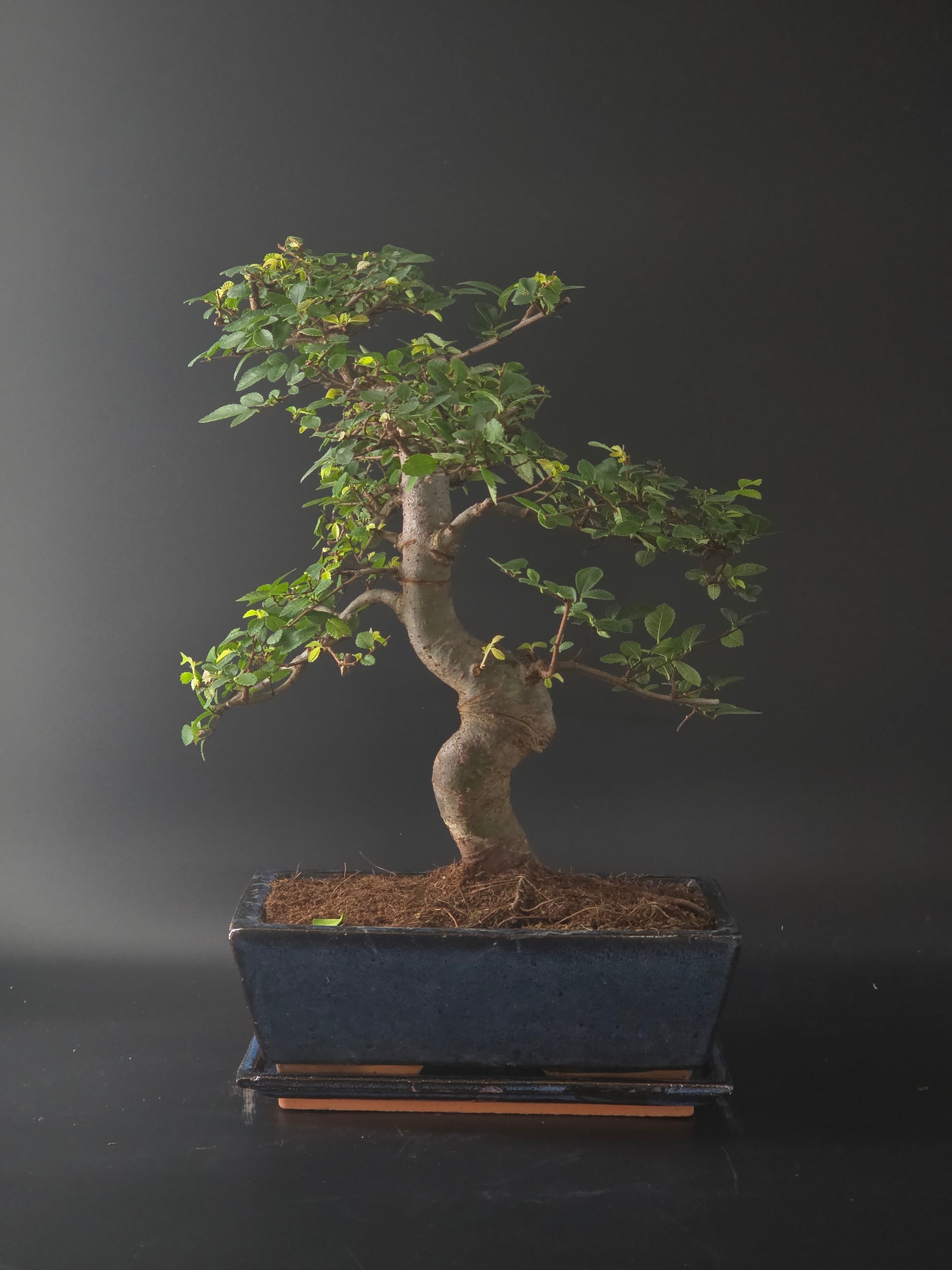 Chinese Elm bonsai, 23 years old and 43 cm tall, curving trunk with small leaves in a dark rectangular pot on a tray.