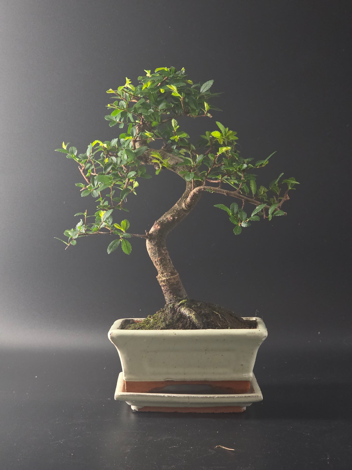 Chinese Elm bonsai, 7 years old and 36 cm tall, small green leaves in a cream rectangular pot with a moss surface.