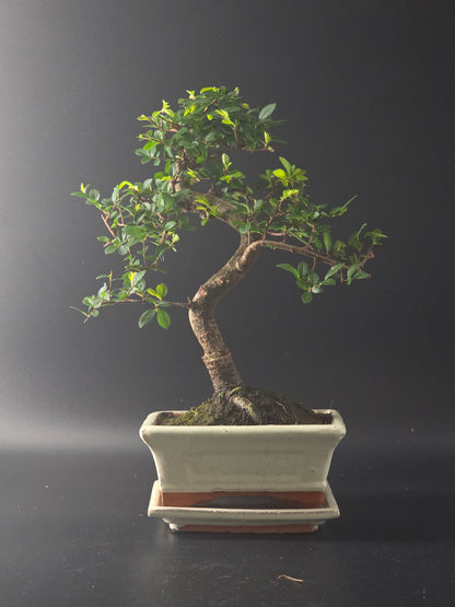 Chinese Elm bonsai, 7 years old and 36 cm tall, small green leaves in a cream rectangular pot with a moss surface.