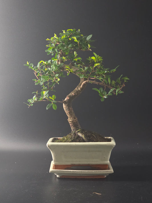 Chinese Elm bonsai, 7 years old and 36 cm tall, small green leaves in a cream rectangular pot with a moss surface.