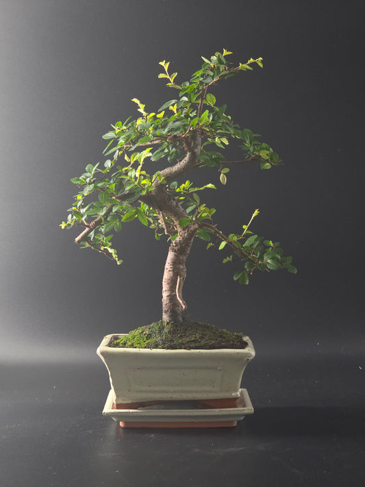 Chinese Elm bonsai, 7 years old and 37 cm tall, small green leaves in a cream rectangular pot on a tray.