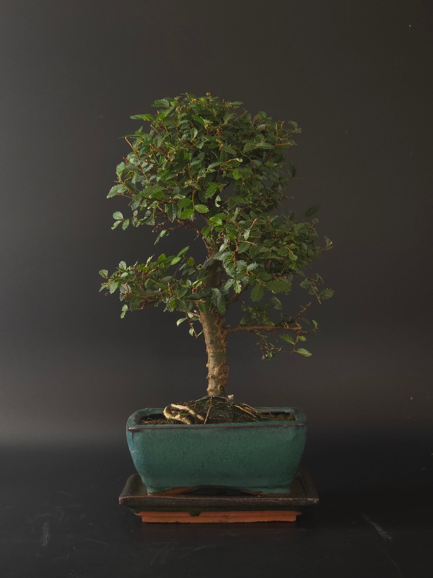 Chinese Elm bonsai, 8 years old and 32 cm tall, slender trunk with small leaves in a teal rectangular pot on a tray.