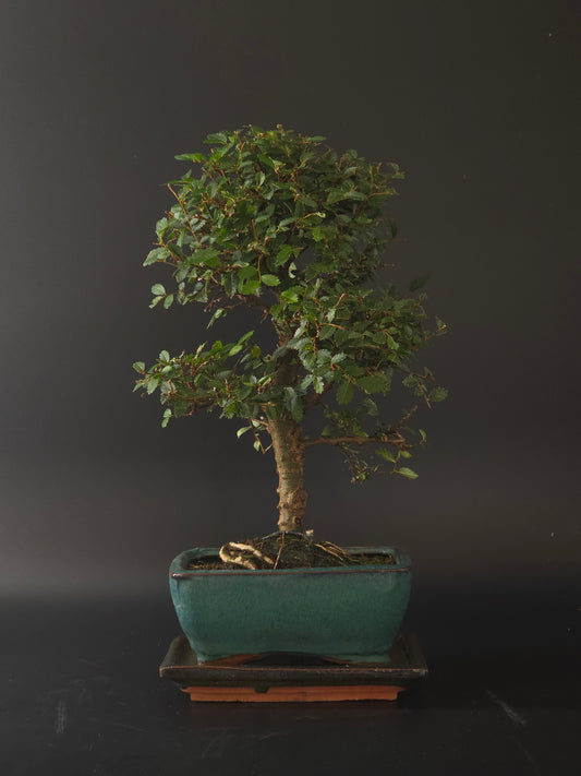 Chinese Elm bonsai, 8 years old and 32 cm tall, slender trunk with small leaves in a teal rectangular pot on a tray.