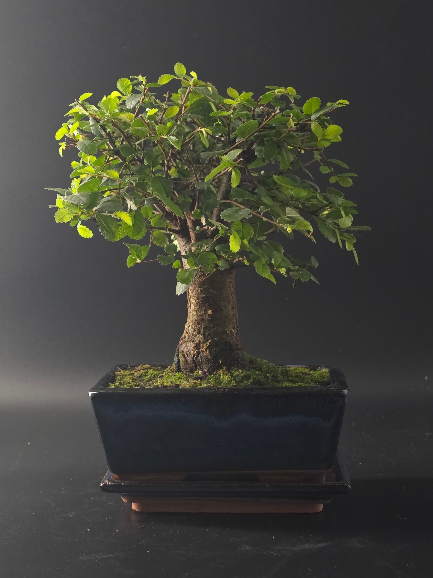 Chinese Elm bonsai, 12 years old and 28 cm tall, broom-style canopy in a dark rectangular pot on a tray.
