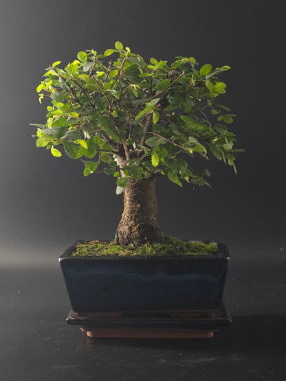 Chinese Elm bonsai, 12 years old and 28 cm tall, broom-style canopy in a dark rectangular pot on a tray.