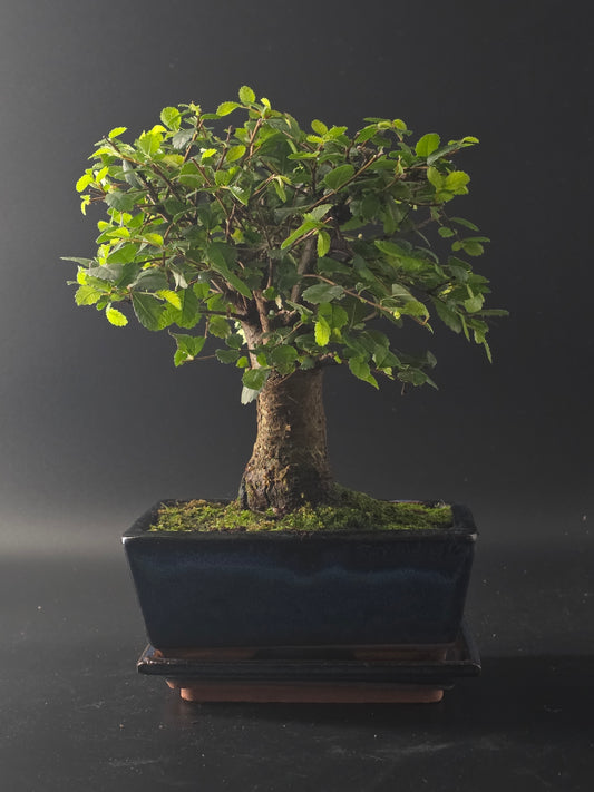 Chinese Elm bonsai, 12 years old and 28 cm tall, broom-style canopy in a dark rectangular pot on a tray.